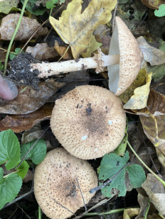 Лепиота острочешуйчатая