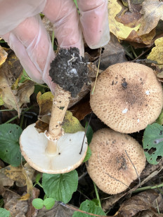 Лепиота острочешуйчатая