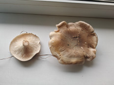 Гриб из Минск