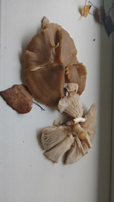 Гриб из Минск