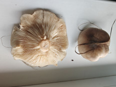 Гриб из Минск