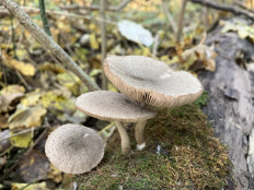 Гриб из георгиевск