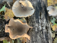 Гриб из георгиевск