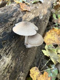 Гриб из георгиевск