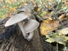 Гриб из георгиевск