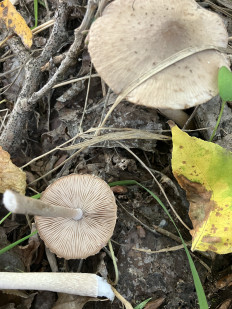 Гриб из георгиевск