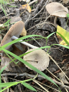 Гриб из георгиевск