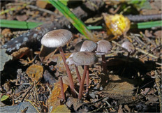 Гриб из Москва