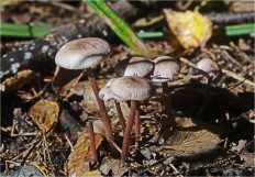 Гриб из Москва