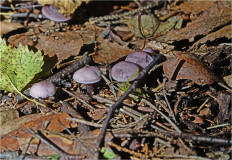 Гриб из Москва