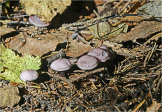 Гриб из Москва