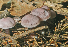 Гриб из Москва