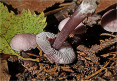 Гриб из Москва