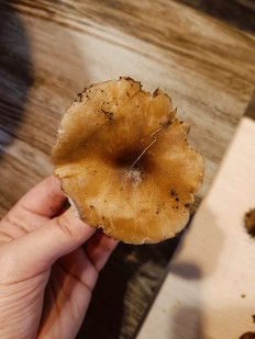 Гриб из Анапа