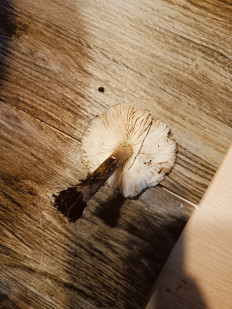 Гриб из Анапа