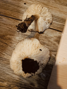 Гриб из Анапа