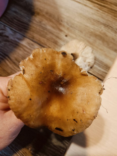 Гриб из Анапа