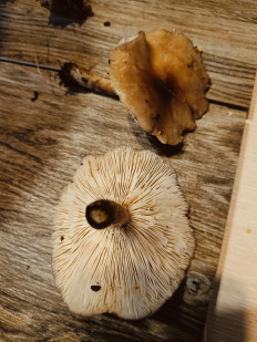 Гриб из Анапа