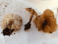 Гриб из Анапа