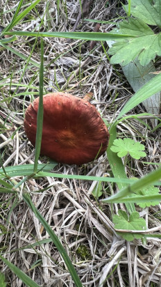 Гриб из Ingelmunster