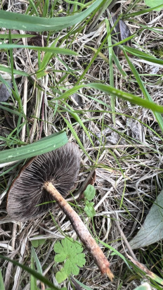 Гриб из Ingelmunster