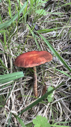 Гриб из Ingelmunster