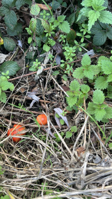 Гриб из Ingelmunster