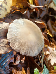 Гриб из Анапа