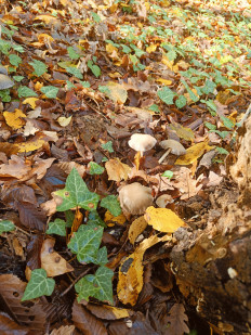 Гриб из Анапа