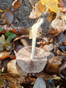 Гриб из Анапа