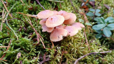 Гриб из Ярославль