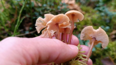 Гриб из Ярославль