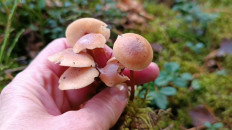 Гриб из Ярославль