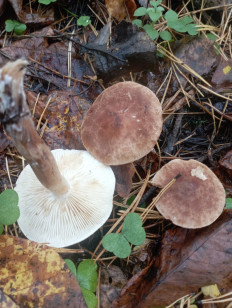 Гриб из Раменское