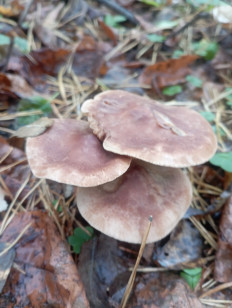 Гриб из Раменское