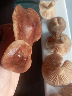 Гриб из Раменское