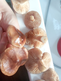 Гриб из Раменское