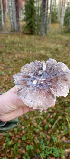 Гриб из Санкт-Петербург