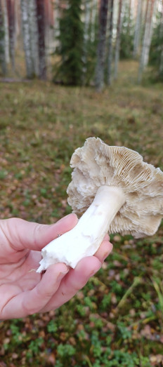 Гриб из Санкт-Петербург