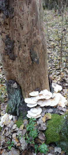 Гриб из Санкт-Петербург