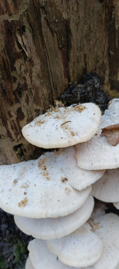 Гриб из Санкт-Петербург