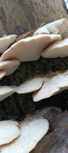 Гриб из Санкт-Петербург