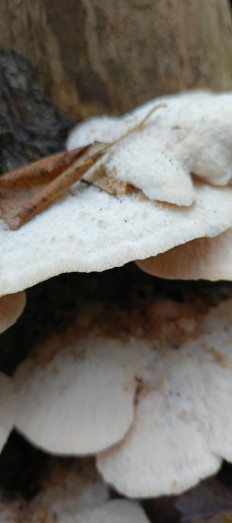 Гриб из Санкт-Петербург