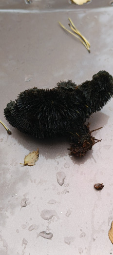 Гриб из Санкт-Петербург