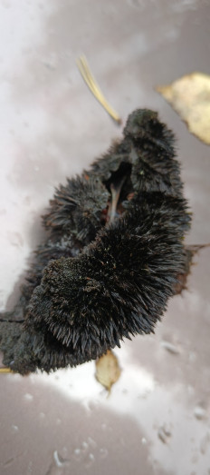 Гриб из Санкт-Петербург