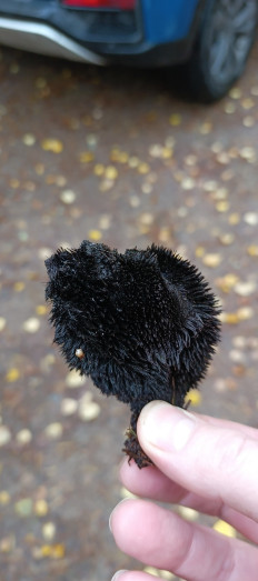 Гриб из Санкт-Петербург