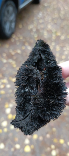 Гриб из Санкт-Петербург