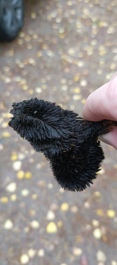 Гриб из Санкт-Петербург