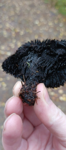 Гриб из Санкт-Петербург