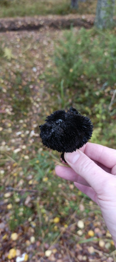 Гриб из Санкт-Петербург